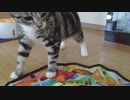 キャッチミーイフユーキャンと戦う猫