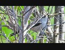 今日撮り野鳥動画まとめ3月19日電池切れ