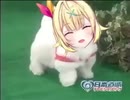 愛犬ロボ「星川サラ」