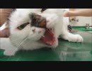 今まで注射を我慢してきたけれど3年目にして初めてブチギレてしまった猫