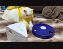 中国産電動猫おもちゃ、珍妙な猫たちを幻惑する