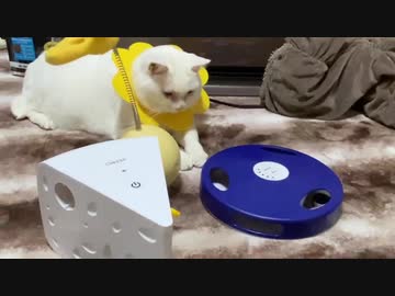 中国産電動猫おもちゃ、珍妙な猫たちを幻惑する