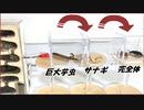 巨大イモムシが「変態」するたびにどれだけパワーアップするのか1万匹のアリで確かめたら、規格外の結果になった。