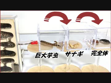 巨大イモムシが「変態」するたびにどれだけパワーアップするのか1万匹のアリで確かめたら、規格外の結果になった。