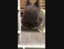 【毛玉】ご報告【うさぎ】