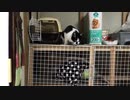 猫動画テスト