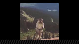にこめどです