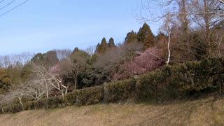 早咲きの桜2020年3月-4