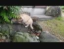 A cat has come to our garden うちの庭に猫が来た