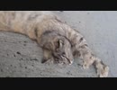 The beauty was growing 美人ちゃんが伸びてた