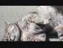 It is spring 春だね（どアップ堪能版）