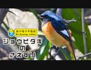 ジョウビタキ雄の鳴き声01（さえずり）