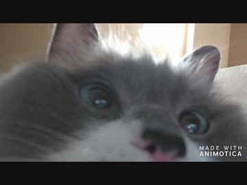 夜中に襖を開けると猫が自撮りを配信していた