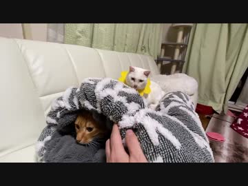 クッション上の死闘！ベテラン子猫vsシニア子猫