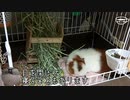 【モルモット動画】うちのテディモルモットのあくびが可愛い【あくび】