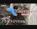 【パパと一緒に】トマト育ててみた part6【スコップとミミズ事件】