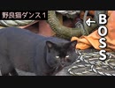 野良猫ダンス『牛若丸→モテるオスはつらいよ編』