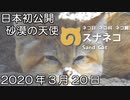 日本初公開のスナネコを観に行ってみた