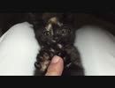 【癒し】こちょこちょ