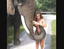 ペッティングするゾウ