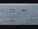 Grand Island Goa - Dolphin Safari in Goa