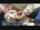 世にも珍妙な三毛バニーボーイ(猫)、爆誕する