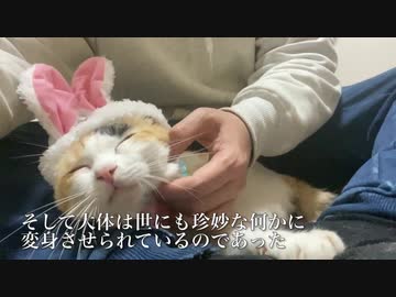 世にも珍妙な三毛バニーボーイ(猫)、爆誕する