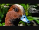 今日撮り野鳥動画まとめ3月21日