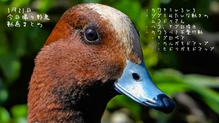 今日撮り野鳥動画まとめ3月21日