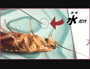 ゴキブリに何も食べさせず「水」だけ与えて何日生き延びるのか試したら末恐ろしい結果になった。