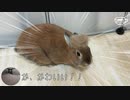 【うさぎ動画】うちのうさぎは換毛期【髪型かえた】