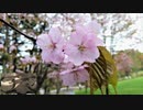 縄田政次作曲【幻想曲「桜」】をマンドリンで。
