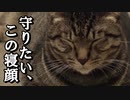 【コスパ抜群】保護猫カフェ「SAVE CAT CAFE」に行ってみた（大阪/天満）
