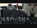 野良猫はクジラの刺身を食べてくれるかな