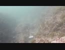 海中を掃除していると石鯛が寄ってきた。