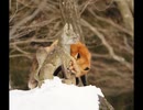 小豆長光先生が公式絵師をしている宮城蔵王キツネ村のキツネの画像