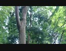 中止はないだろ、延期だろ／radiko？ZATSUDANⅰｃ　NATIVE