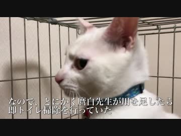 猫の宿命、下部尿路疾患の為の採尿に挑む