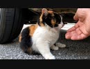 コロっコロっした三毛猫の子猫『撫でてみたら野良猫とは思えない落ち着いた性格だった』