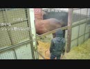 息子を守るシュシュブリーズ