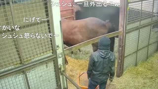 息子を守るシュシュブリーズ