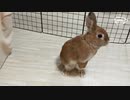 【うさぎ動画】うちのうさぎが足ダンしてなにかを訴えている