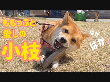 コロナに負けるな！お外で元気いっぱい遊ぶ柴犬ももっぷ