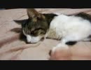 もうすぐ死んでしまうかもしれない、うちのブチコちゃん(15歳)