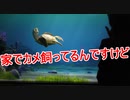 家でカメ飼ってるんですけど【タートルトーク】東京ディズニーシー
