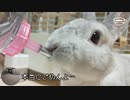 【うさぎ動画】うちのうさぎが慌てて水を飲んでいます【反省】