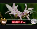【ゆるふわ植物日記#1】セッコクの育て方【置き場所・水やり・肥料】