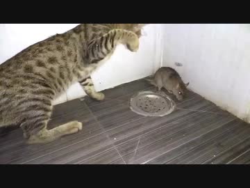 ホモと見る実写版 トムとジェリー 最終章