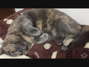 とっても可愛い姿でくつろぐ猫ちゃん