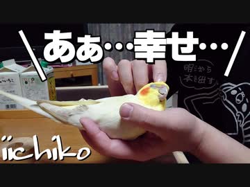 インコを眺めて癒やされてみませんか？